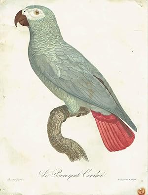 Le Perroquet Cendré (Loro gris).