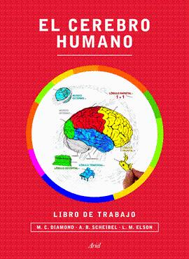 CEREBRO HUMANO EL