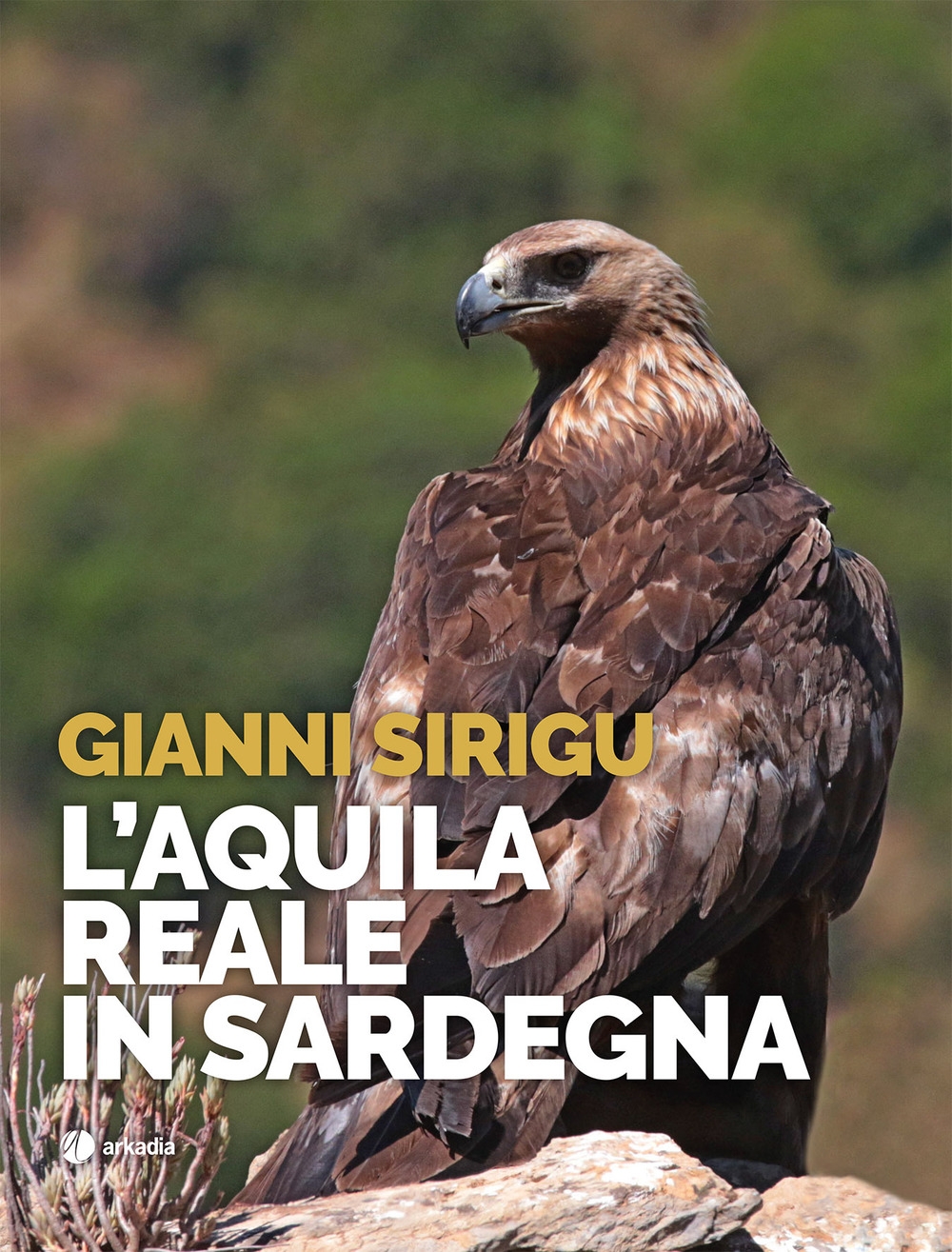 L'aquila reale in Sardegna.