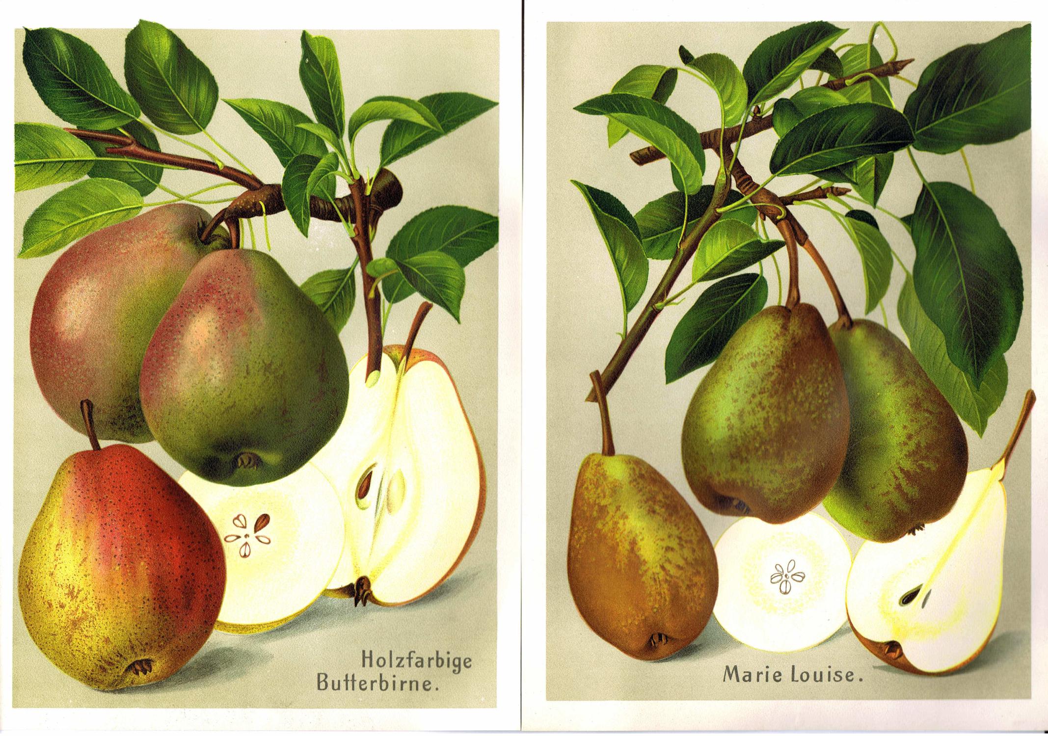 Alte Obstbaumsorten Kaufen In Der Nähe