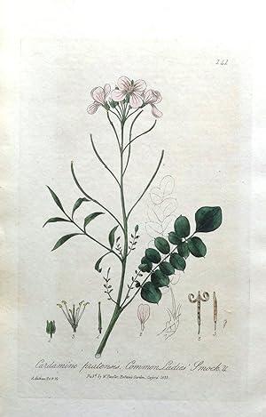 DOCK LEAF RUMEX  Baxter Original Antique Engraved Botanical Plant Print 1842