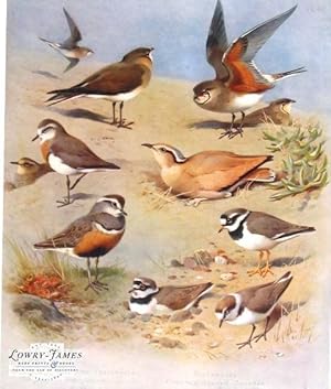 British Birds. Plate #62: Black-winged Pratincole, Pranticole, Caspian Plover (adult & young), Cr...