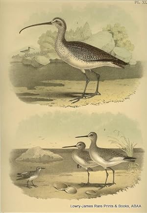 Plate XLVI Long-billed Curlew, Willet, Semipalmated Tattler, White-rumped Sandpiper Studer's Popu...