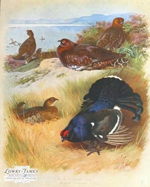 British Birds. Plate #55: Red Grouse (male & female), Black Grouse (male & female).