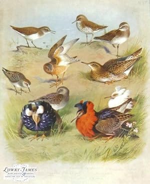 British Birds. Plate #67: Common Sandpiper, Spotted Sandpiper, Wood Sandpiper, Buff-breasted Sand...