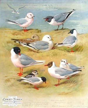 British Birds. Plate #72: Ross's Gull (summer & winter), Sabine's Gull, Common Gull (adult & youn...