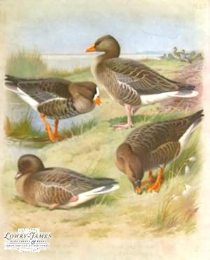 British Birds. Plate #43: White-fronted Goose, Grey Lag Goose, Pink-footed Goose, Bean Goose.