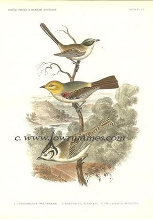 United States and Mexican Boundary Survey. Plate XV. Lophophanes Wolleberi (Black-crested Tit), A...