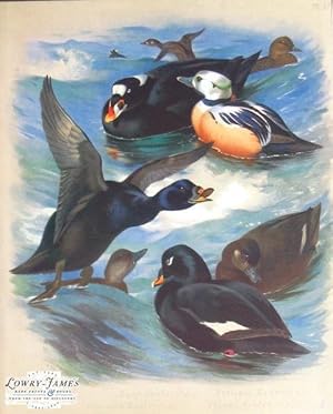 British Birds. Plate #51. Surf Scoter (M&F), Steller's Eider (M&F), Common Scoter (M&F), Velvet S...