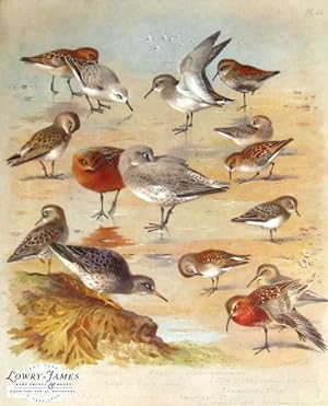 British Birds. Plate #66: Sanderling (winter & summer), Dunlin (winter & summer), Bonaparte's San...