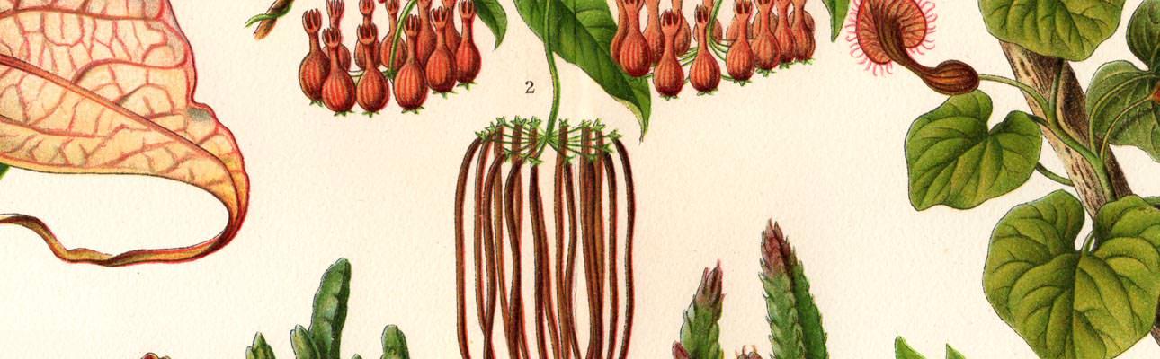 Alter historischer Druck Fliegen und Schneckenblumen Chromolithographie 1904