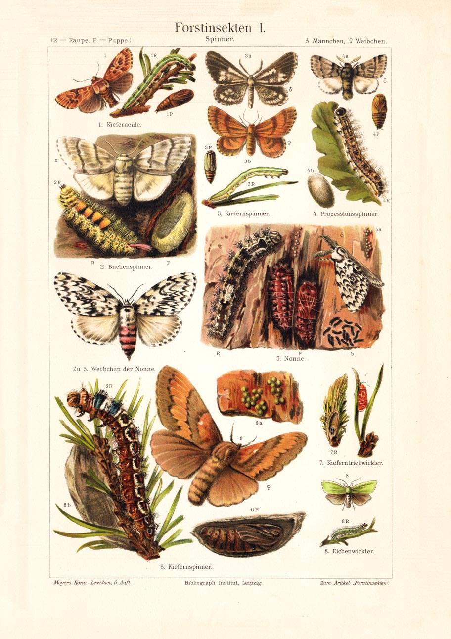 Alter historischer Druck Forstinsekten I. Spinner Chromolithographie 1904
