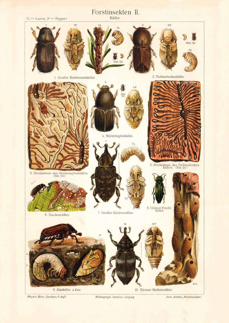 Alter historischer Druck Forstinsekten I. Käfer Chromolithographie 1904