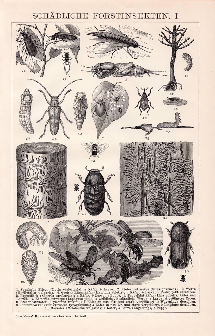 Alter historischer Druck Schädliche Forstinsekten I. Holzstich 1892