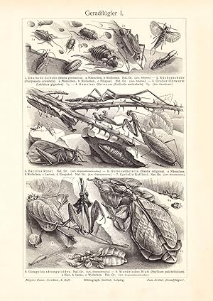Alter historischer Druck Nachttiere Holzstich 1906