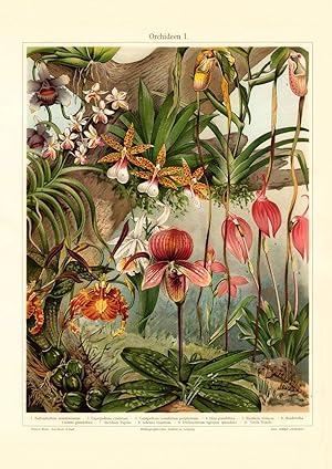 Alter historischer Druck Fliegen und Schneckenblumen Chromolithographie 1904