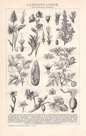 Alter historischer Druck Fliegen und Schneckenblumen Chromolithographie 1904