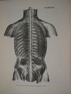 Grabado : Galet. Le Corps de L'Homme. EL GRABADO EN LA HISTORIA DE LA MEDICINA. Anatomia Lamina VI.