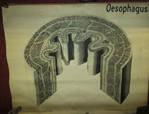 Biologische Wandtafeln. Reihe I, Tafel 1: Oesophagus.