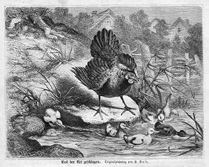 VÖGEL - Aus der Art geschlagen. Huhn und Entenküken. Holzstich (um 1875)