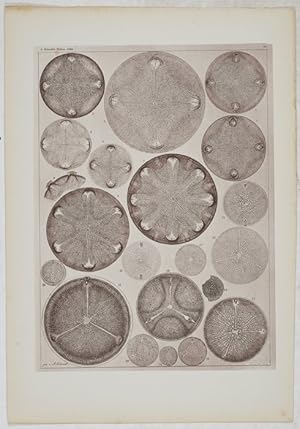 Atlas der Diatomaceen-Kunde. 1.-14.Heft. + Verzeichnis . I-III. + Verzeichniss I-V.