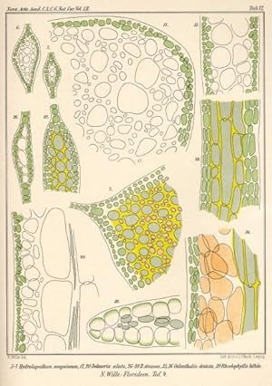 Beitrage zur Entwicklungsgeschichte der physiologischen Gewebesysteme bei einigen Florideen.