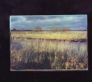 La Loire Atlantique Touristique - Parc Régional De Brière - Lumière Du Soir Sur Le Marais