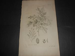 1748 Botanica Acquaforte Georg Dionysius Ehret Quercus e Rhamnus Orientalis