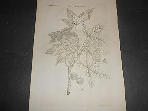 1748 Botanica Acquaforte Georg Dionysius Ehret Platanus Orientalis