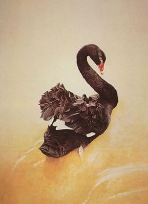"Black Swan" ** Ltd Ed. print SIGNED by Ray Harris Ching **