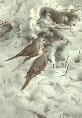 "Early Snow-Mourning Doves" ** Raymond Harris Ching Limited Edition Print **