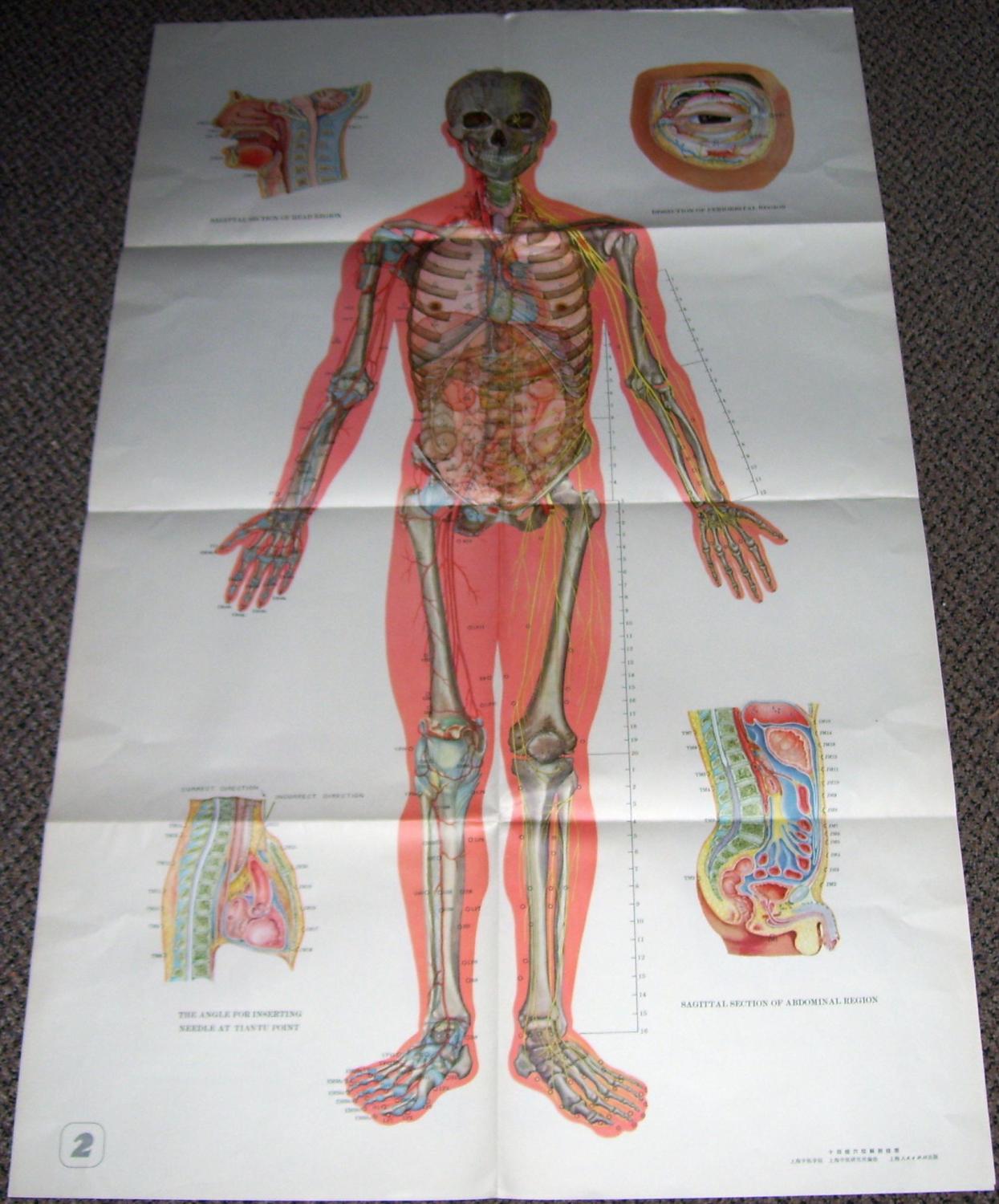 Abdominal Acupuncture Points Wall Chart