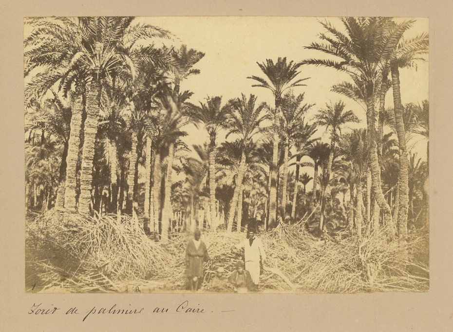 Egypte, Forêt de palmiers au Caire by Photographie originale / Original ...