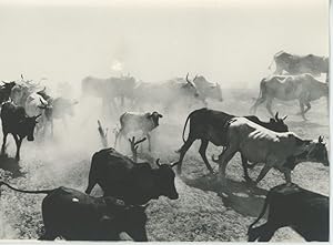 Afrique. Scène de la savane