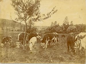 Etude de nature. Vaches au pâturage