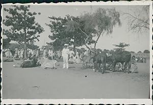 Sénégal, Dori, marché aux boeufs