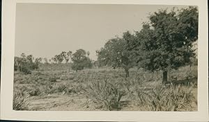 Paysage africain à identifier