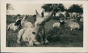 Vaches africaines watusi