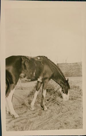 Cheval au pré