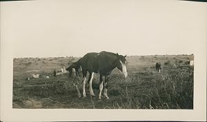 Chevaux dans une prairie africaine