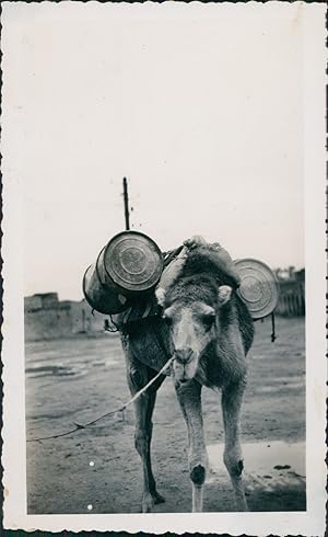 Mali, Tamala, Porteur d'Eau, Dromadaire