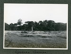 Jamaica, Liguanea Common