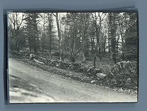 Paysage forestier