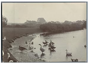 Paysage avec des canards et des oies au bord d'un lac