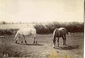 Chevaux, nature, campagne, étude pour peintre