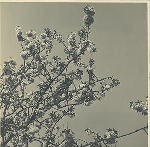 France, Neaufles-Saint-Martin, cerises