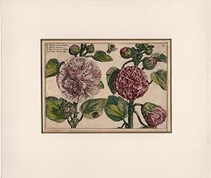 Helleborus Antiquarisch Gebraucht Abebooks