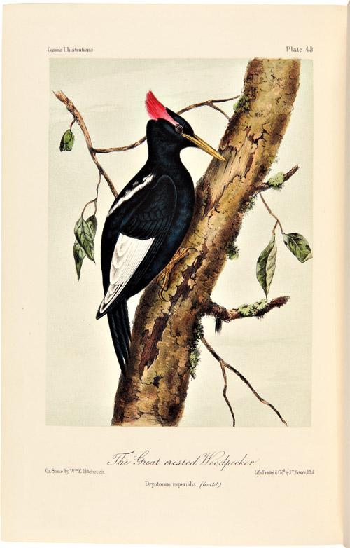 Illustrations of the birds of California Texas Oregon British and Russian America. Intended to contain descriptions and figures of all North American birds not given by former American authors and a general synopsis of North American ornithology *EBOOK*