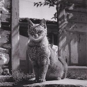 Les Chats: Photographies et Poemes