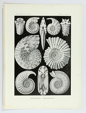 Kunstformen der Natur. Plate 44. Ammonites - Ammonitida - Ammonshörner [Ammonites]